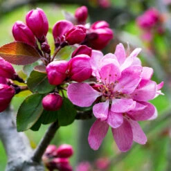 Profusion Crabapple Tree 8 Profusion Crabapple Tree -Flowering Trees Sales Profussion Crabapple 3 FGT