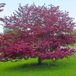 Profusion Crabapple Tree 11 Profusion Crabapple Tree -Flowering Trees Sales Profussion Crabapple 5