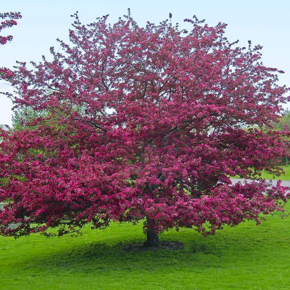 Profusion Crabapple Tree 6 Profusion Crabapple Tree - Image 6