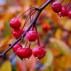 Profusion Crabapple Tree 9 Profusion Crabapple Tree -Flowering Trees Sales Profussion Crabapple 6