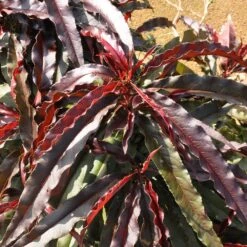 Ruby Ruffle™ Patio Peach Tree -Flowering Trees Sales Prunus RubyRuffles 6