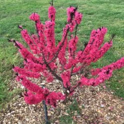 Ruby Ruffle™ Patio Peach Tree -Flowering Trees Sales Prunus RubyRuffles 7