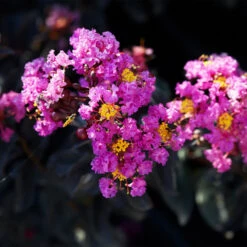 Black Diamond® Crape Myrtle - Purely Purple™ 7 Black Diamond® Crape Myrtle - Purely Purple™ -Flowering Trees Sales Purely Purple 1