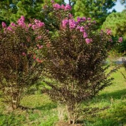 Black Diamond® Crape Myrtle - Purely Purple™ 8 Black Diamond® Crape Myrtle - Purely Purple™ -Flowering Trees Sales Purely Purple 3