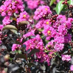 Black Diamond® Crape Myrtle - Purely Purple™ 9 Black Diamond® Crape Myrtle - Purely Purple™ -Flowering Trees Sales Purely Purple 4
