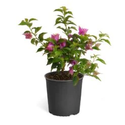 New River Purple Bougainvillea -Flowering Trees Sales Purple Bougainvillea 6inch