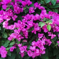 New River Purple Bougainvillea -Flowering Trees Sales Purple Bougainvillea New River 12 FGT