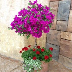 New River Purple Bougainvillea -Flowering Trees Sales Purple Bougainvillea New River 1 FGT