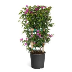New River Purple Bougainvillea -Flowering Trees Sales Purple Bougainvillea Trelis