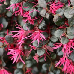 Purple Daydream® Dwarf Loropetalum -Flowering Trees Sales Purple Daydream Loropetalum 1