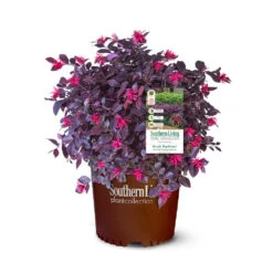 Purple Daydream® Dwarf Loropetalum -Flowering Trees Sales Purple Daydream Loropetalum 2