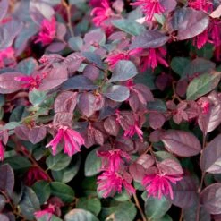 Purple Diamond® Semi-Dwarf Loropetalum 8 Purple Diamond® Semi-Dwarf Loropetalum -Flowering Trees Sales Purple Diamond loropetalum 1
