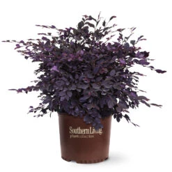 Purple Diamond® Semi-Dwarf Loropetalum 10 Purple Diamond® Semi-Dwarf Loropetalum -Flowering Trees Sales Purple Diamond loropetalum 6