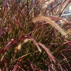 Purple Fountain Grass -Flowering Trees Sales Purple Fountain Grass 5