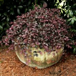 Purple Pixie® Dwarf Weeping Loropetalum 8 Purple Pixie® Dwarf Weeping Loropetalum -Flowering Trees Sales Purple Pixoe Loropetalum 2