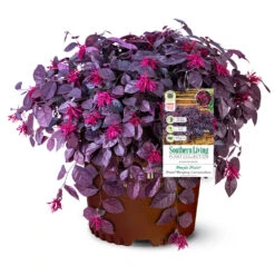 Purple Pixie® Dwarf Weeping Loropetalum 10 Purple Pixie® Dwarf Weeping Loropetalum -Flowering Trees Sales Purple Pixoe Loropetalum 3