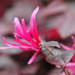 Purple Pixie® Dwarf Weeping Loropetalum 9 Purple Pixie® Dwarf Weeping Loropetalum -Flowering Trees Sales Purple Pixoe Loropetalum 4