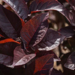 Purple Plunge Weeping Plum Tree 9 Purple Plunge Weeping Plum Tree -Flowering Trees Sales Purple Plunge 9