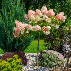 Quick Fire® Hydrangea Tree -Flowering Trees Sales QyuickFire Hydrangea 1