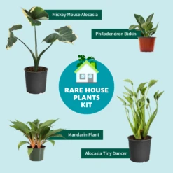 Rare House Plant Kit 9 Rare House Plant Kit -Flowering Trees Sales RareHousePlantKitGraphic