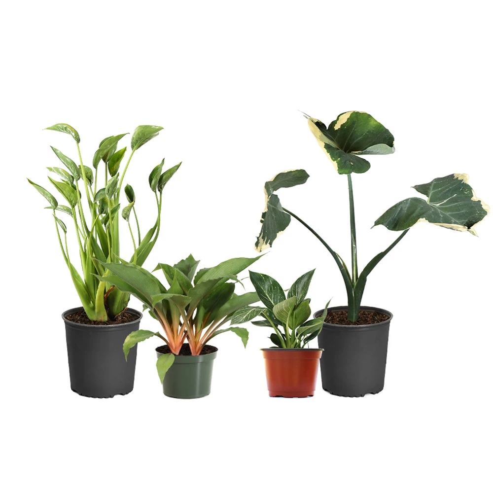Rare House Plant Kit 2 Rare House Plant Kit - Image 2