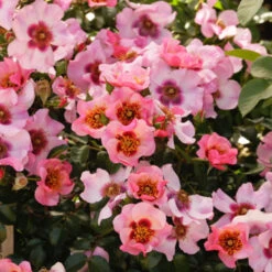 Raspberry Kiss™ Rose Tree 6 Raspberry Kiss™ Rose Tree -Flowering Trees Sales Raspberry Kiss Rose tree 3 FGT