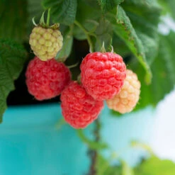 Bushel And Berry® Raspberry Shortcake® Bush 8 Bushel And Berry® Raspberry Shortcake® Bush -Flowering Trees Sales Raspberry Shortcake 1