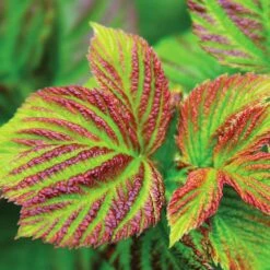 Bushel And Berry® Raspberry Shortcake® Bush 7 Bushel And Berry® Raspberry Shortcake® Bush -Flowering Trees Sales Raspberry Shortcake 4