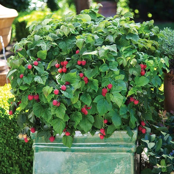 Bushel And Berry® Raspberry Shortcake® Bush 1 Bushel And Berry® Raspberry Shortcake® Bush