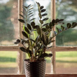 Raven ZZ Plant -Flowering Trees Sales Raven ZZ 1