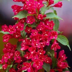 Red Prince Weigela Tree 5 Red Prince Weigela Tree -Flowering Trees Sales Red Prince Wegeila 1 FGT