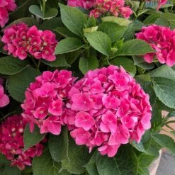 Red N' Pretty® Hydrangea Shrub -Flowering Trees Sales Red and Pretty Hydrangea 2