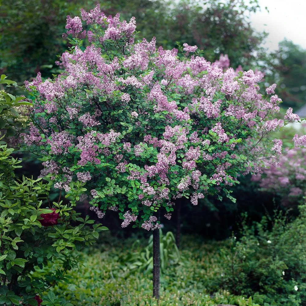 Red Pixie Lilac Tree 4 Red Pixie Lilac Tree - Image 4