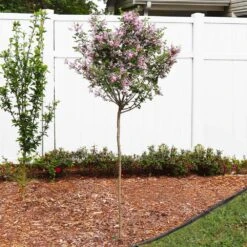 Red Pixie Lilac Tree 6 Red Pixie Lilac Tree -Flowering Trees Sales Red Pixie Lilac Tree 4 FGT