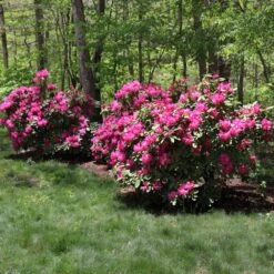 Red Rhododendron Shrub -Flowering Trees Sales Red Rhododendron 1 FGT