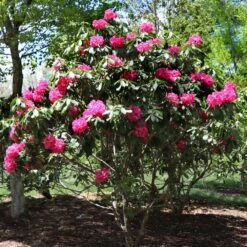 Red Rhododendron Shrub -Flowering Trees Sales Red Rhododendron 3