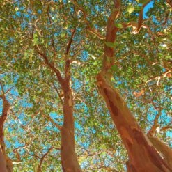 Red Rocket Crape Myrtle 7 Red Rocket Crape Myrtle -Flowering Trees Sales Red Rocket Crape Myrtle