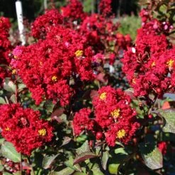 Red Rocket Crape Myrtle 6 Red Rocket Crape Myrtle -Flowering Trees Sales Red Rocket Crape Myrtle FGT 2jpg