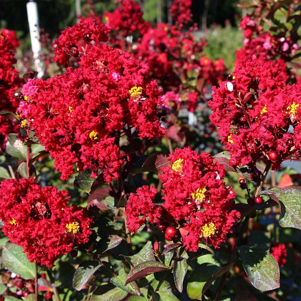 Red Rocket Crape Myrtle 3 Red Rocket Crape Myrtle - Image 3