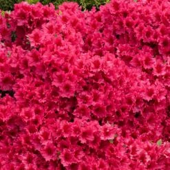 Red Ruffles Azalea Shrub 7 Red Ruffles Azalea Shrub -Flowering Trees Sales Red Ruffles Azalea 5