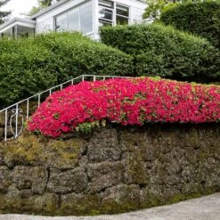 Red Ruffles Azalea Shrub 6 Red Ruffles Azalea Shrub -Flowering Trees Sales Red Ruffles Azalea 7