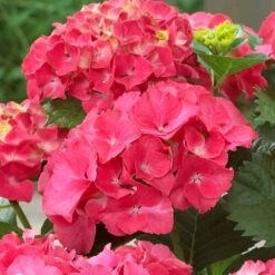 Red Sensation Hydrangea -Flowering Trees Sales Red Sensation Hydrangea 1 FGT