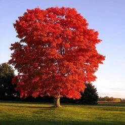New Arrival 7 Red Sunset® Maple Tree