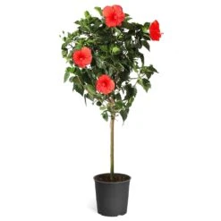 Red Tropical Hibiscus Tree 11 Red Tropical Hibiscus Tree -Flowering Trees Sales Red Tropical Hibiscus Tree 5