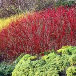 Red Twig Dogwood Shrub 9 Red Twig Dogwood Shrub -Flowering Trees Sales Red Twig Dogwood 4