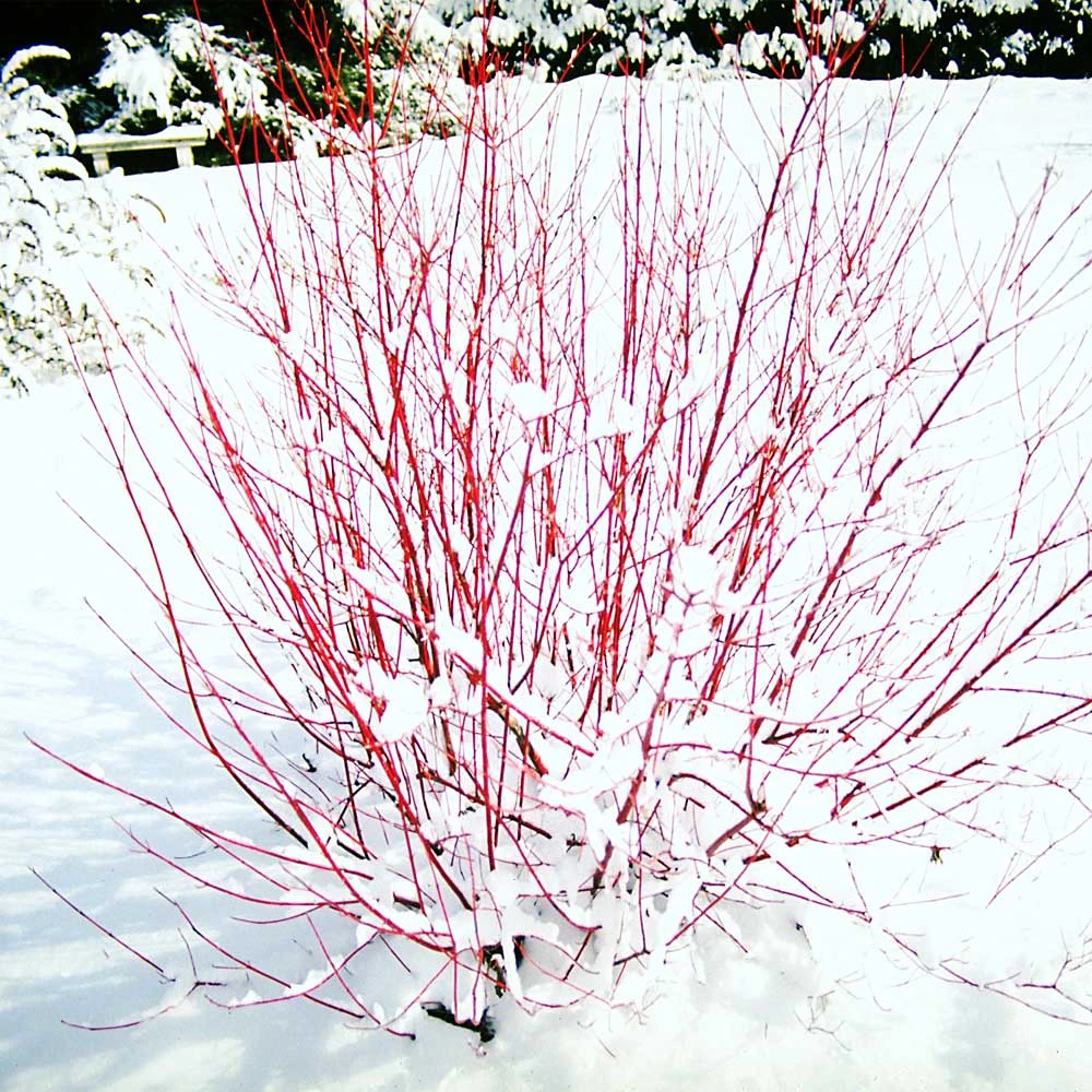 Red Twig Dogwood Shrub 2 Red Twig Dogwood Shrub - Image 2
