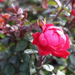 Double Knock Out® Rose 10 Double Knock Out® Rose -Flowering Trees Sales Red knockout rose 2