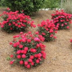 Double Knock Out® Rose 11 Double Knock Out® Rose -Flowering Trees Sales Red knockout rose 4