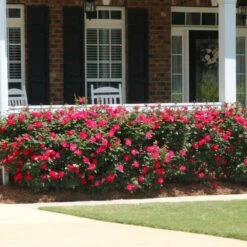 Double Knock Out® Rose 8 Double Knock Out® Rose -Flowering Trees Sales Red knockout rose 5 FGT