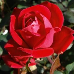 Double Knock Out® Rose 9 Double Knock Out® Rose -Flowering Trees Sales Red knockout rose 7 FGT